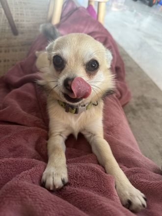 Chihuahua Cachorro 6 mes, Welpe 6 Monate