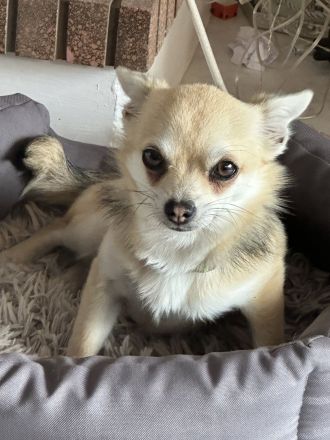 Chihuahua Cachorro 6 mes, Welpe 6 Monate