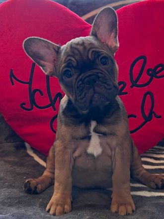 Französische Bulldoggen Welpen