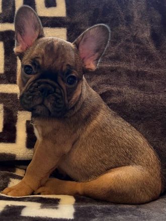 Französische Bulldoggen Welpen