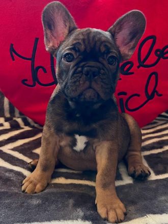 Französische Bulldoggen Welpen