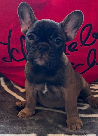 Französische Bulldoggen Welpen