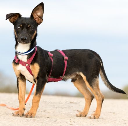 Gopi - NUR ALS PATENHUND