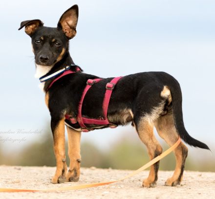 Gopi - NUR ALS PATENHUND