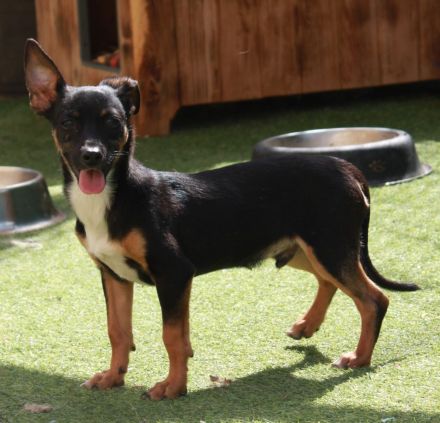 Gopi - NUR ALS PATENHUND