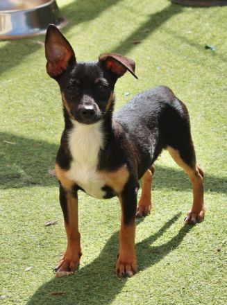 Gopi - NUR ALS PATENHUND