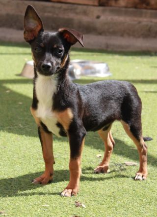 Gopi - NUR ALS PATENHUND