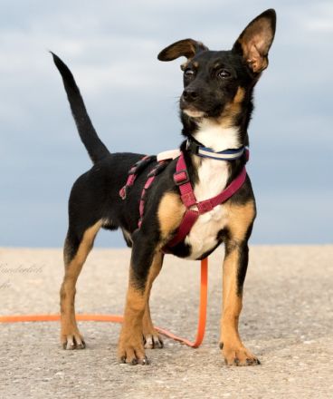 Gopi - NUR ALS PATENHUND