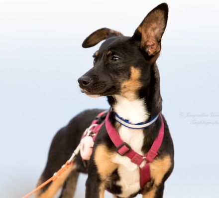 Gopi - NUR ALS PATENHUND