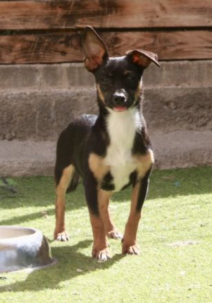 Gopi - NUR ALS PATENHUND