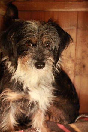 Guna - NUR ALS PATENHUND