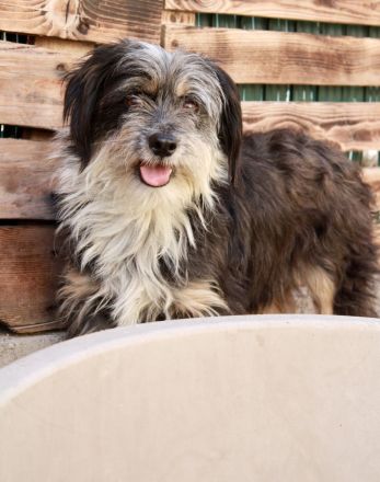 Guna - NUR ALS PATENHUND