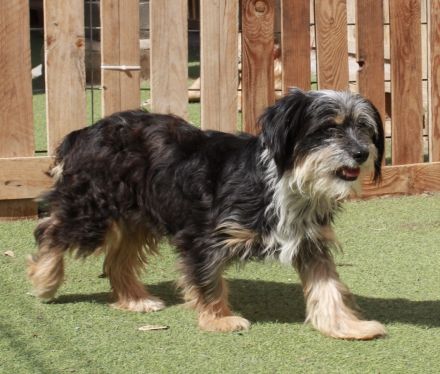 Guna - NUR ALS PATENHUND