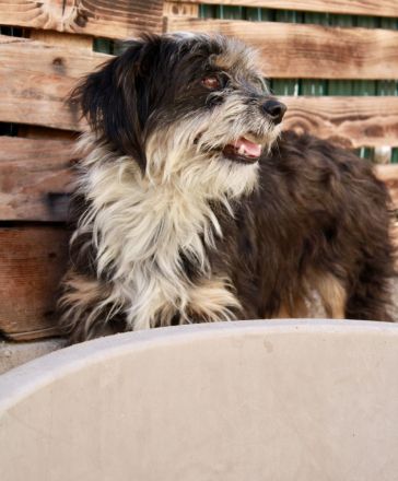 Guna - NUR ALS PATENHUND