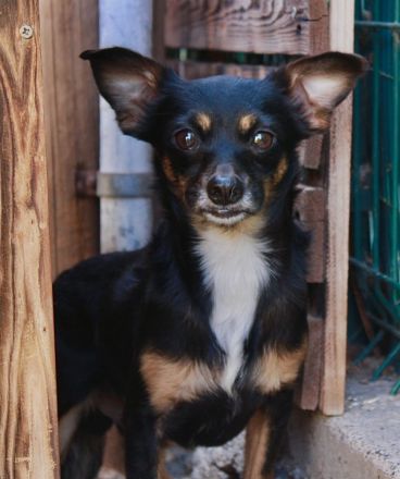 Guido - NUR ALS PATENHUND
