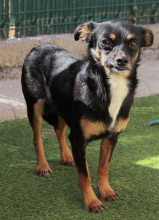 Guido - NUR ALS PATENHUND