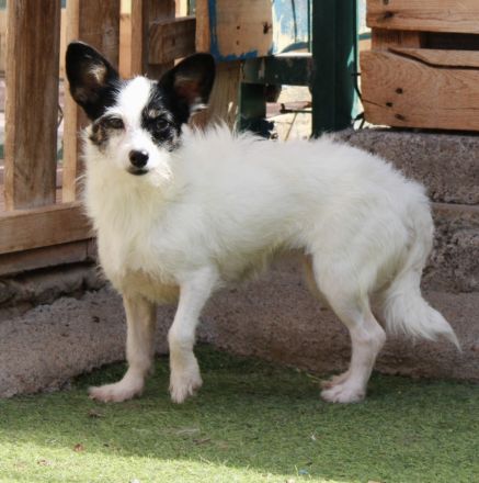 Gladys - NUR ALS PATENHUND