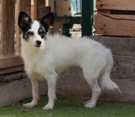 Gladys - NUR ALS PATENHUND