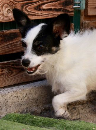 Gladys - NUR ALS PATENHUND