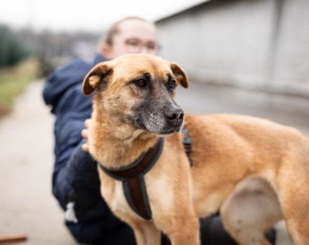 Wer schenkt Kanja ein liebevolles Zuhause?