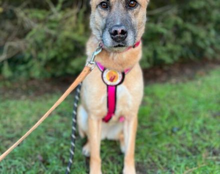 Wer schenkt Kanja ein liebevolles Zuhause?