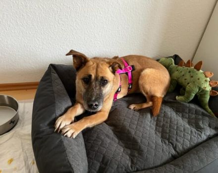 Wer schenkt Kanja ein liebevolles Zuhause?