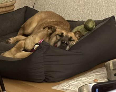 Wer schenkt Kanja ein liebevolles Zuhause?