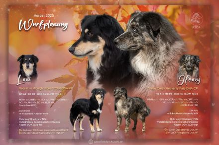 Wurfplanung/ Würfankündigung Herbst 2025- sportliche Australian Shepherd Welpen mit ASCA Papieren