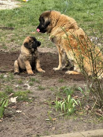 Leonberger Welpen aus bester Abstammuing Löwengelb mit schwarzer Maske -