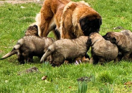 Leonberger Welpen aus bester Abstammuing Löwengelb mit schwarzer Maske -