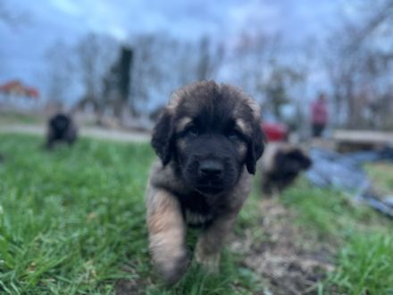 Leonberger Welpen aus bester Abstammuing Löwengelb mit schwarzer Maske -