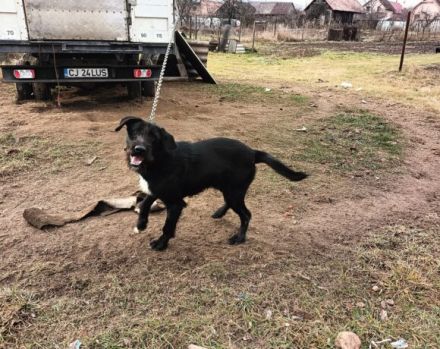 Wer schenkt Keno ein neues Leben?