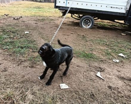 Wer schenkt Keno ein neues Leben?