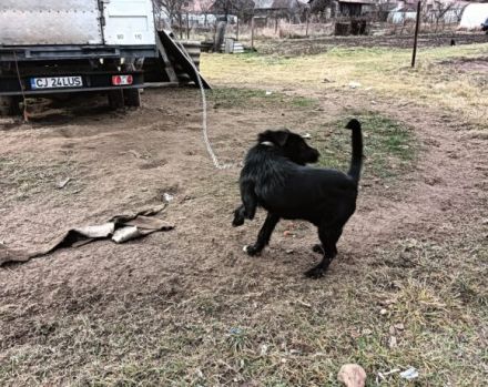 Wer schenkt Keno ein neues Leben?