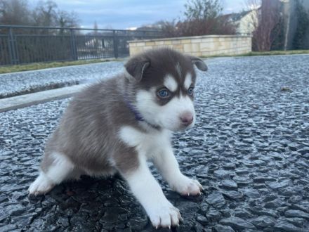 5 Sibirischer Husky Welpen