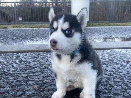 5 Sibirischer Husky Welpen