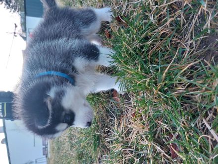 5 Sibirischer Husky Welpen