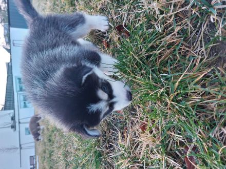 5 Sibirischer Husky Welpen