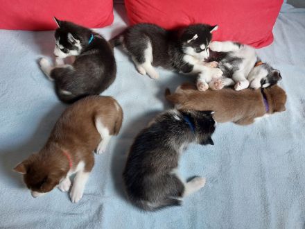 5 Sibirischer Husky Welpen