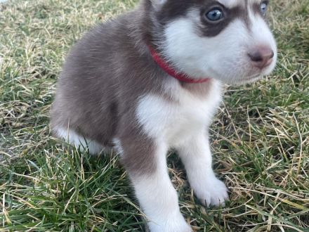 5 Sibirischer Husky Welpen