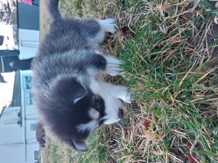 5 Sibirischer Husky Welpen
