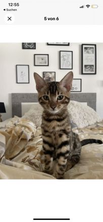 Junger Bengalkater abzugeben