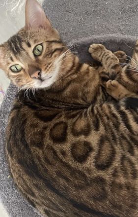 Junger Bengalkater abzugeben