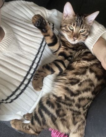 Junger Bengalkater abzugeben