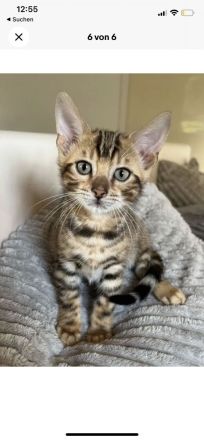 Junger Bengalkater abzugeben