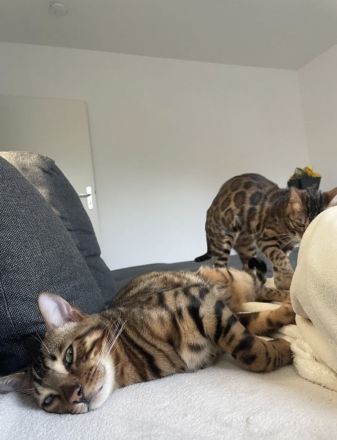Junger Bengalkater abzugeben