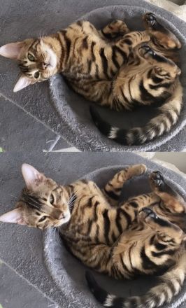 Junger Bengalkater abzugeben