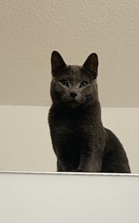 Deckkater Russisch Blau