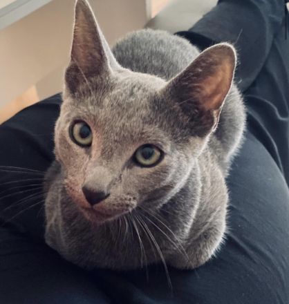 Deckkater Russisch Blau