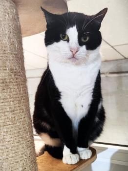 Felix